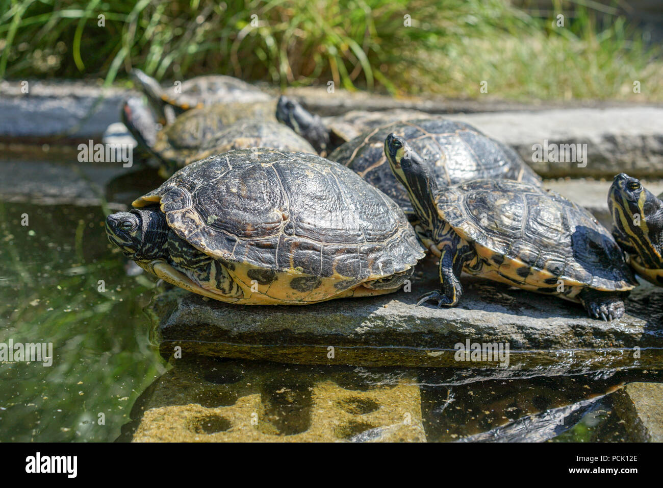 Schildkröte auf Liegen mit Wasser vor Stockfoto