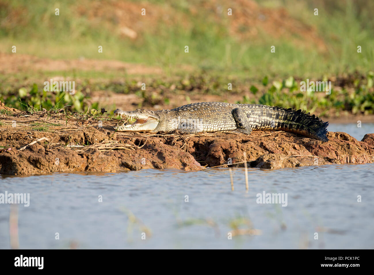 Siamesische Krokodil (Crocodylus siamensis), Thailand Krokodil du Siam Stockfoto