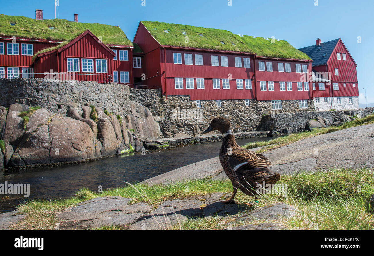 Tinganes Parlament und Gerichte, Tórshavn, Färöer Inseln Stockfoto