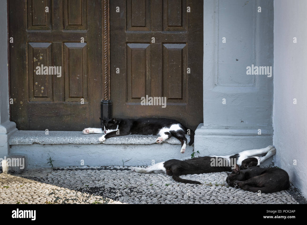 Drei Katzen schlafen auf nur wenige Schritte außerhalb eines rustikalen hölzernen Tür Stockfoto