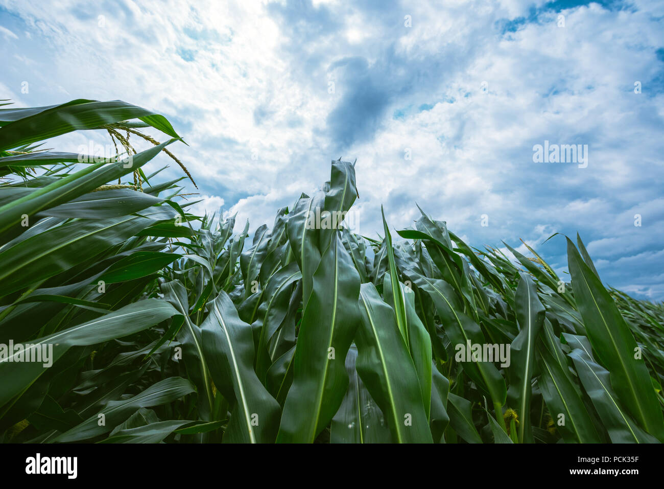 Starker Wind weht im Maisfeld und Biegen von Nutzpflanzen Stockfoto