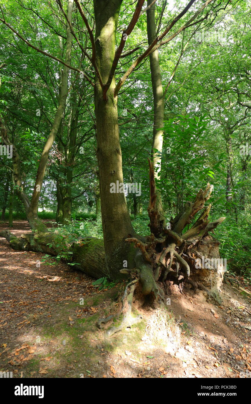 Leben Nach Dem Tod: - ein Baum, der durch einen umgestürzten Baum in einem Wald in Leeds, West Yorkshire gewachsen ist Stockfoto
