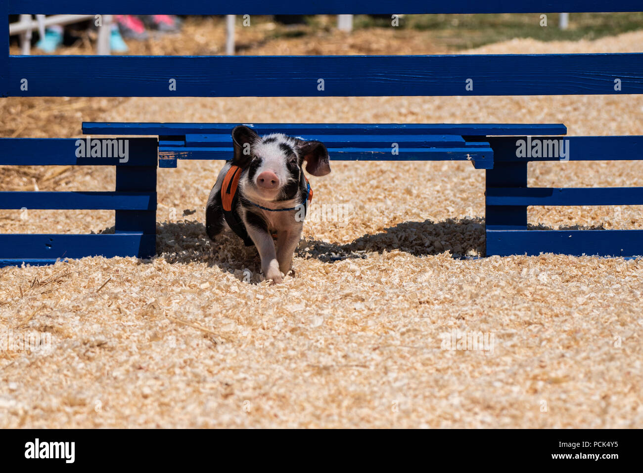Smart racing Schwein findet Tor im Zaun Barriere während der Ausführung durch den Kurs und das Rennen gewinnen. Stockfoto