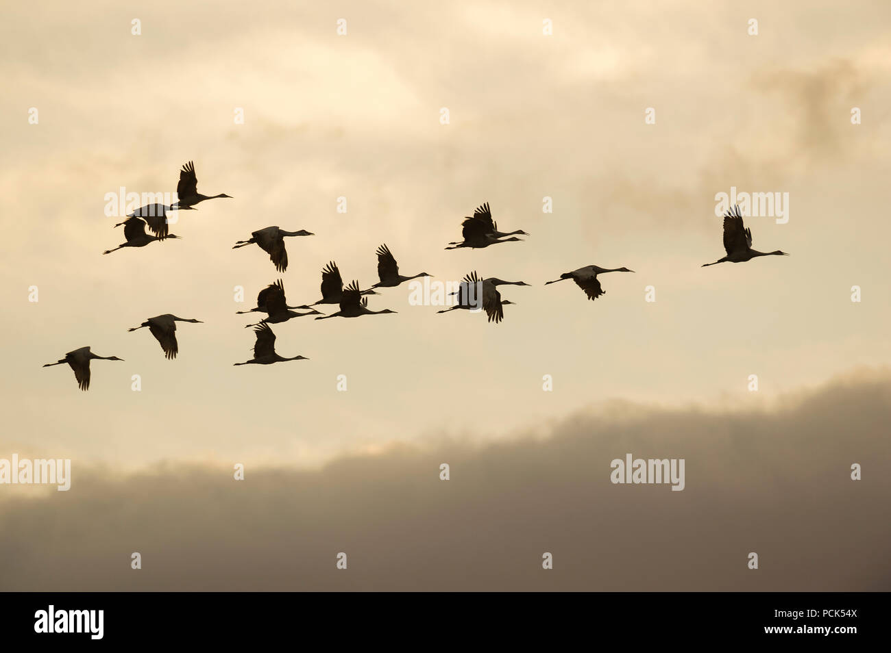 Kanadakraniche im Flug, (Antigone canadensis, ehemals Grus canadensis), Nordamerika, von Dominique Braud/Dembinsky Foto Assoc Stockfoto