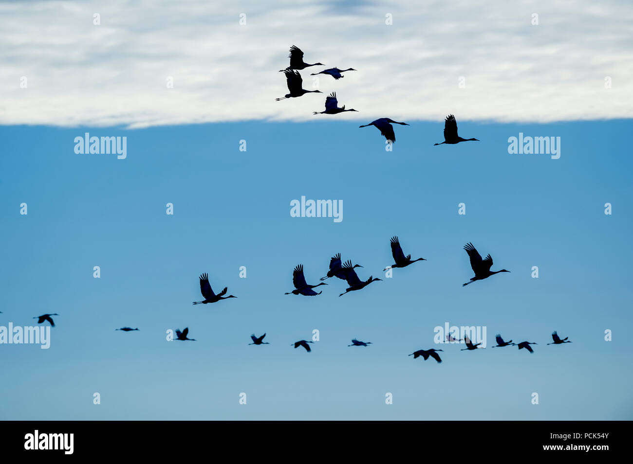 Kanadakraniche im Flug, (Antigone canadensis, ehemals Grus canadensis), Nordamerika, von Dominique Braud/Dembinsky Foto Assoc Stockfoto