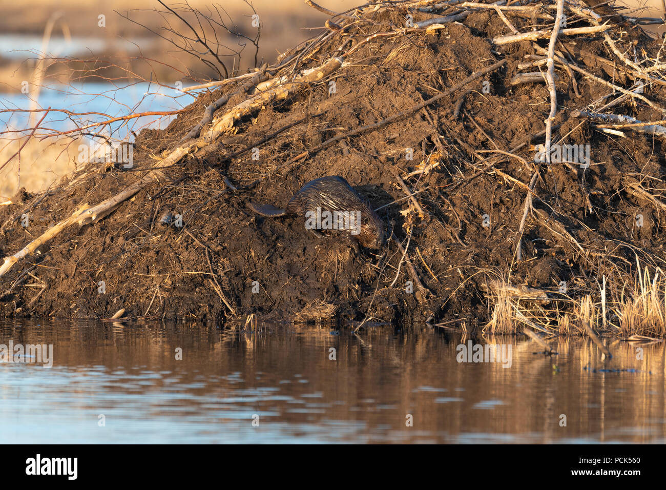 Nordamerikanische Biber (Castor canadensis), auf Lodge, Richtung Wasser, NA, von Dominique Braud/Dembinsky Foto Assoc Stockfoto
