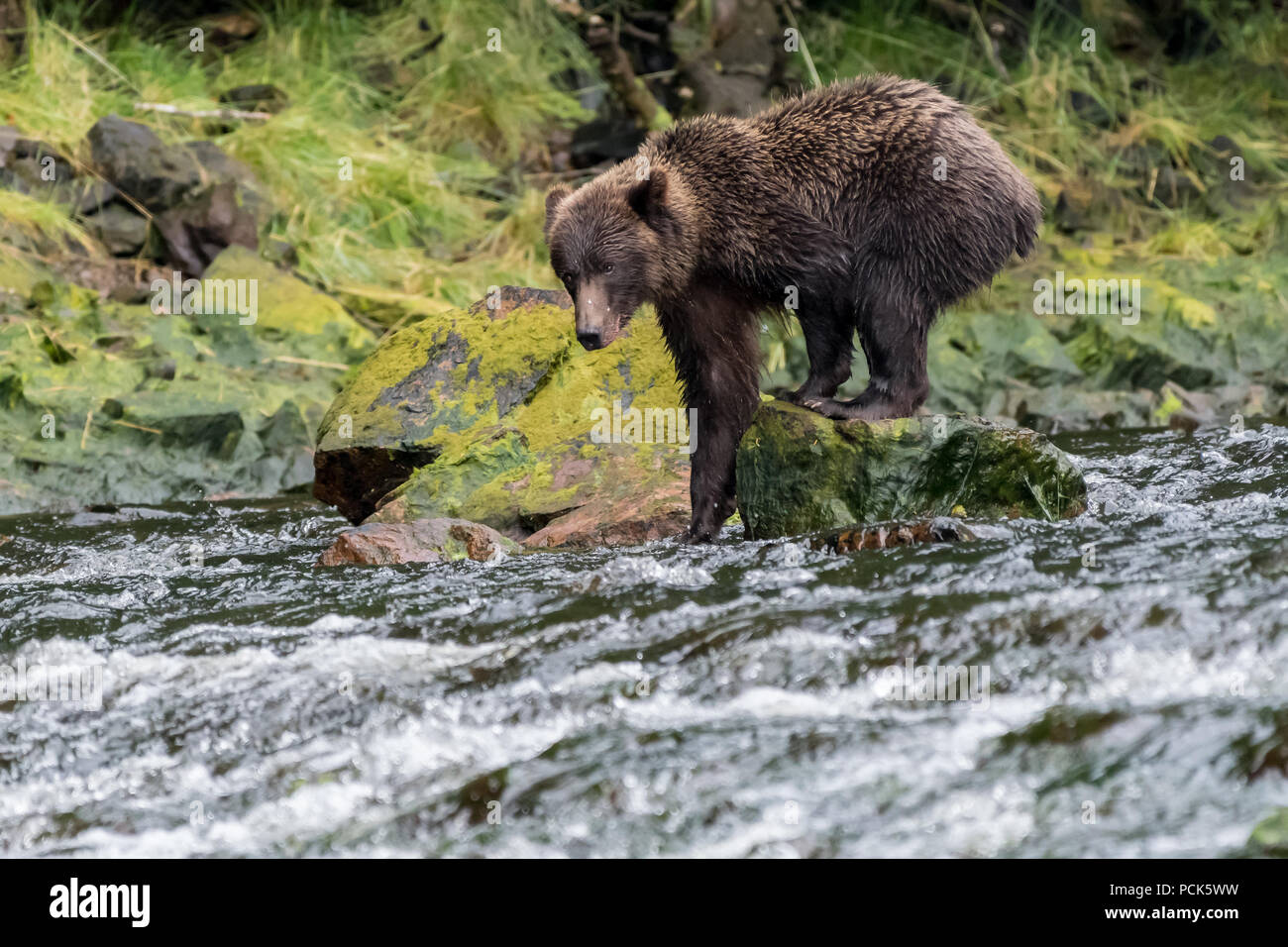 Ein Grizzly (braun) Bär (Ursus arctos Horribilis) steht auf einem Felsen im Fluss für Lachs in Alaska, USA suchen. Stockfoto