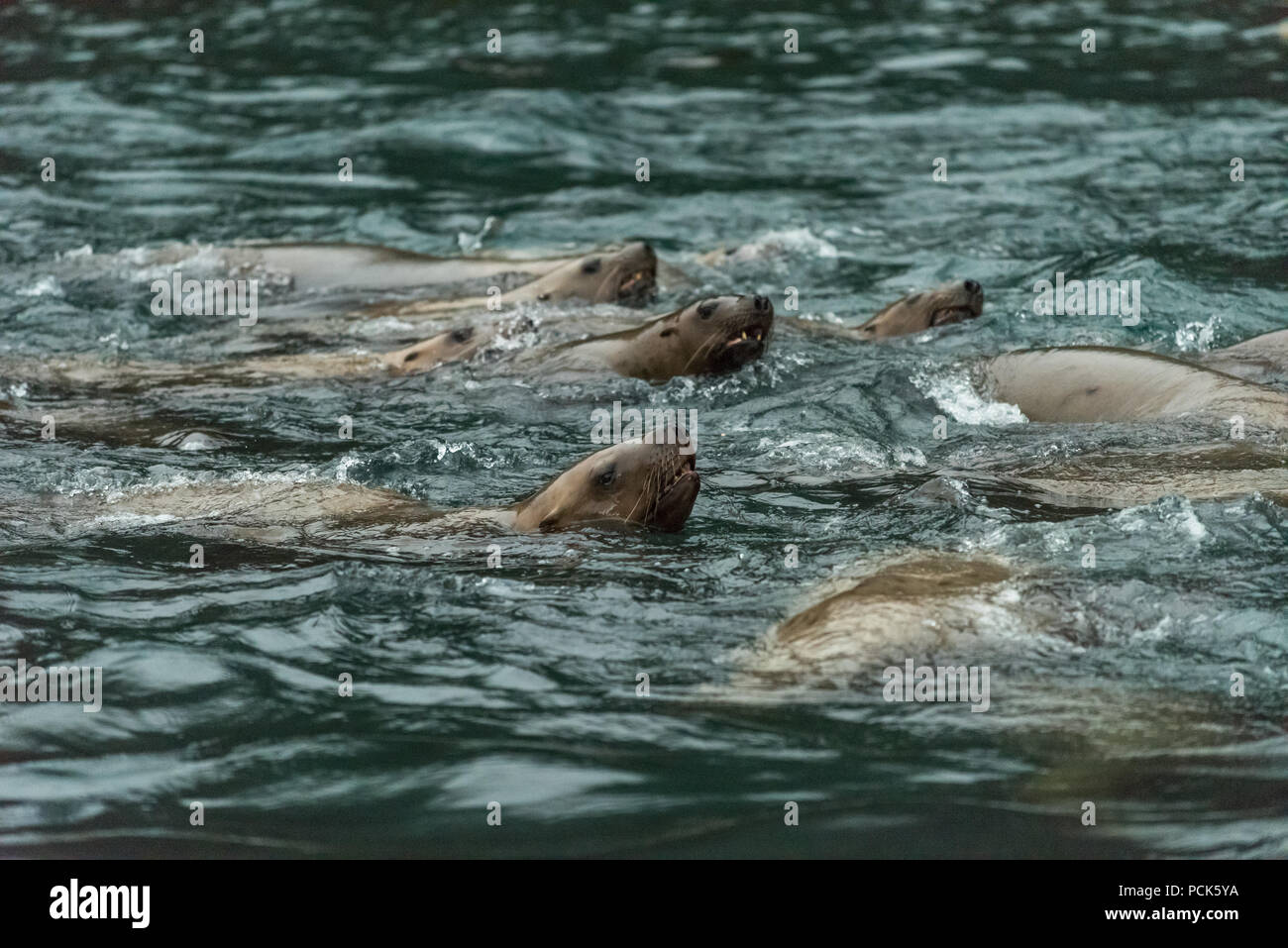 Eine Gruppe von Steller Seelöwen (Eumetopias jubatus) Schwimmen im Meer vor der Küste von Alaska, USA. Stockfoto