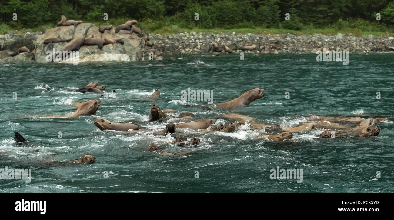 Eine Gruppe von Steller Seelöwen (Eumetopias jubatus) Schwimmen im Meer vor der Küste von Alaska, USA. Stockfoto