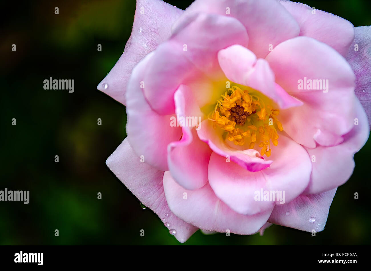 Nahaufnahme eines schönen und frischer, rosa Blume mit Wassertropfen. Stockfoto