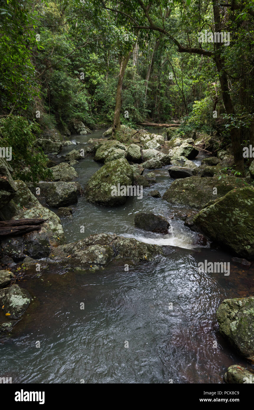 Rocky Creek in der australischen subtropischen Regenwald Stockfoto