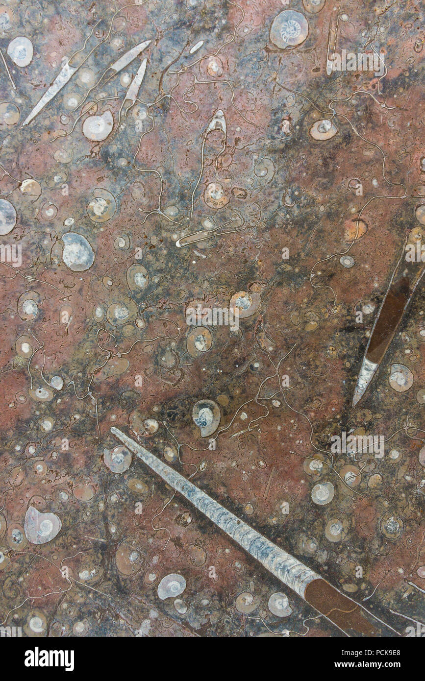 Rot marine polishied Stein mit mineralisierten Fossilien, Ammoniten und belemniten als Nahaufnahme Stockfoto