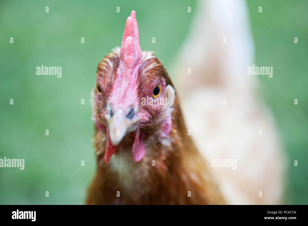 Hinterhof Hühner Hybrid Rassen Stockfoto