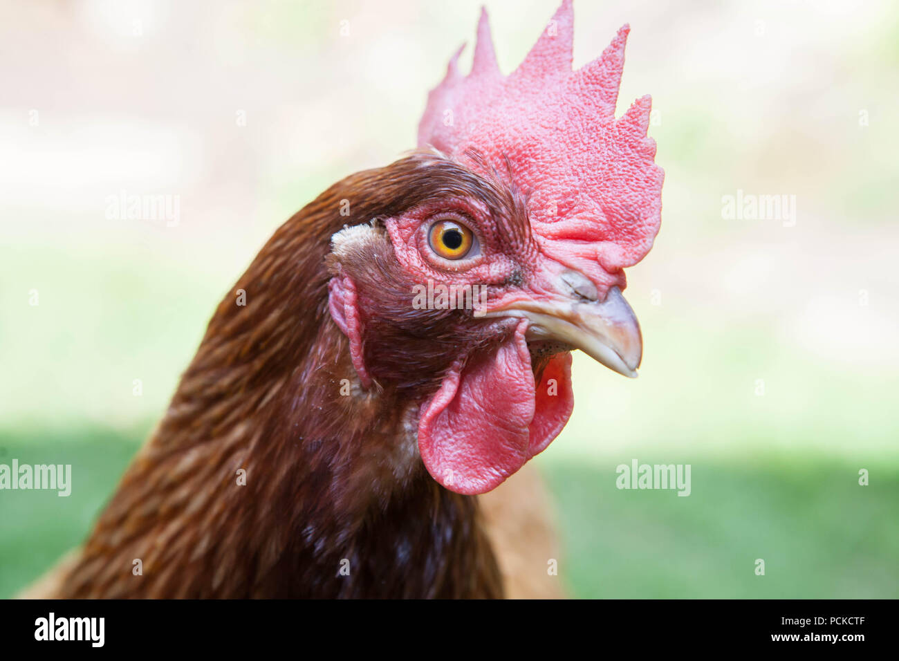 Batterie Huhn Hühner retten Stockfoto