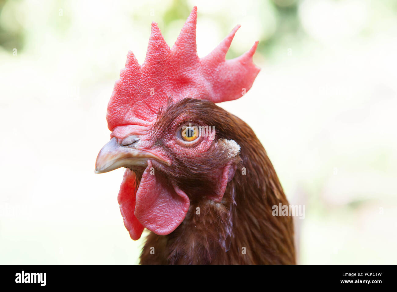 Batterie Huhn Hühner retten Stockfoto