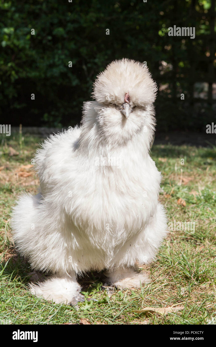 Silkie Haustier Huhn weiß Stockfoto