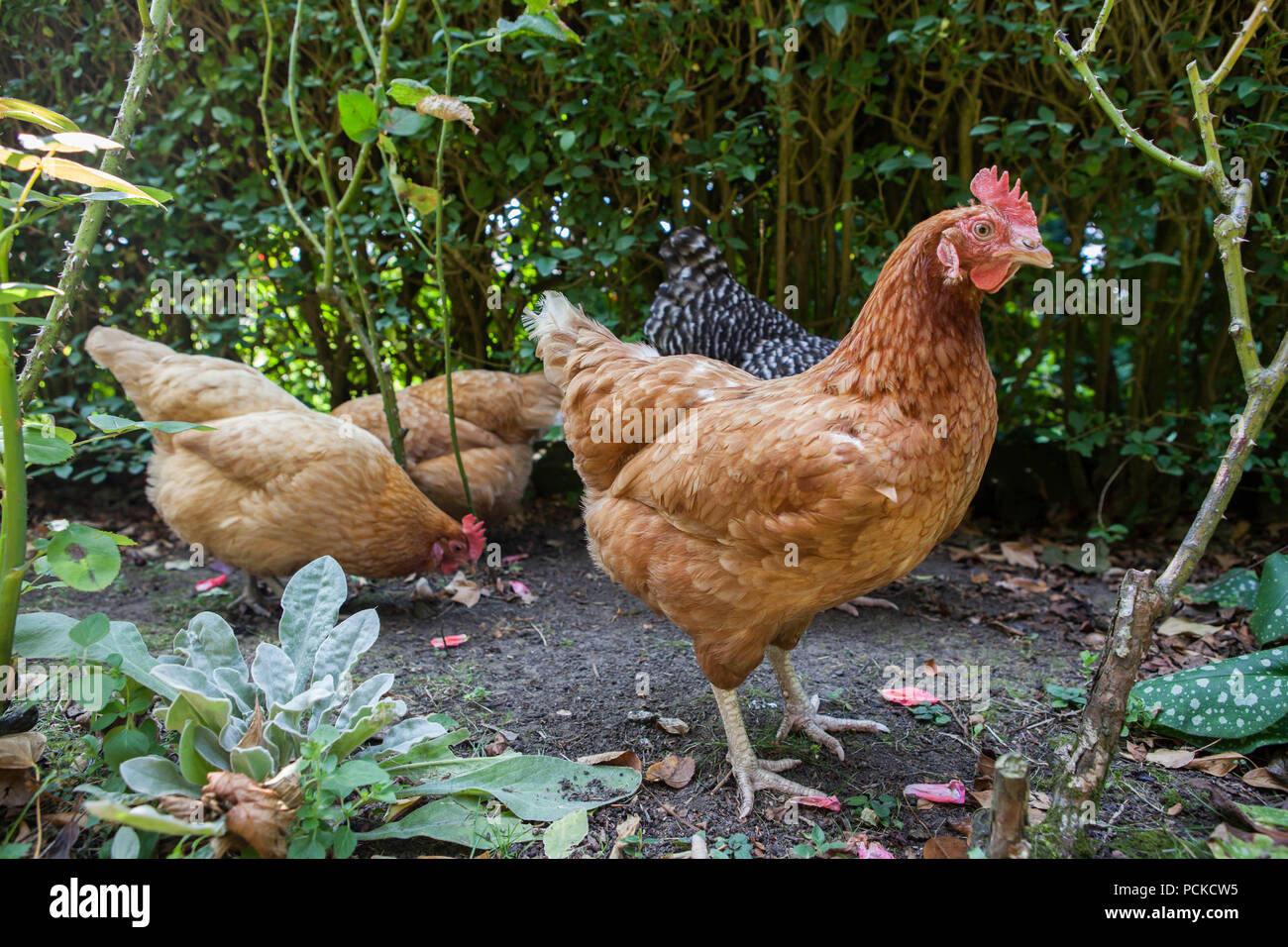 Batterie Huhn Hühner retten Stockfoto