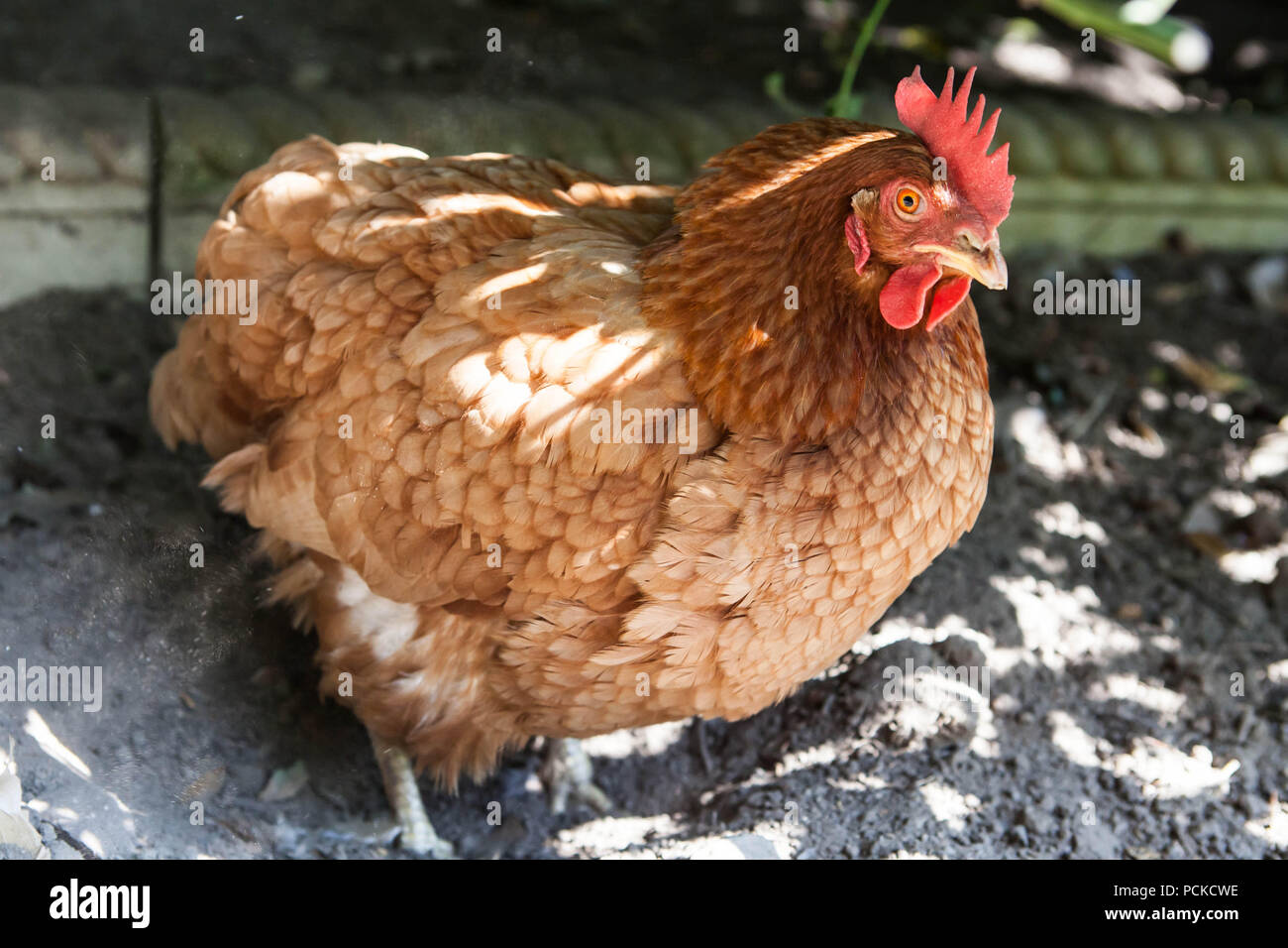 Batterie Huhn Hühner retten Stockfoto