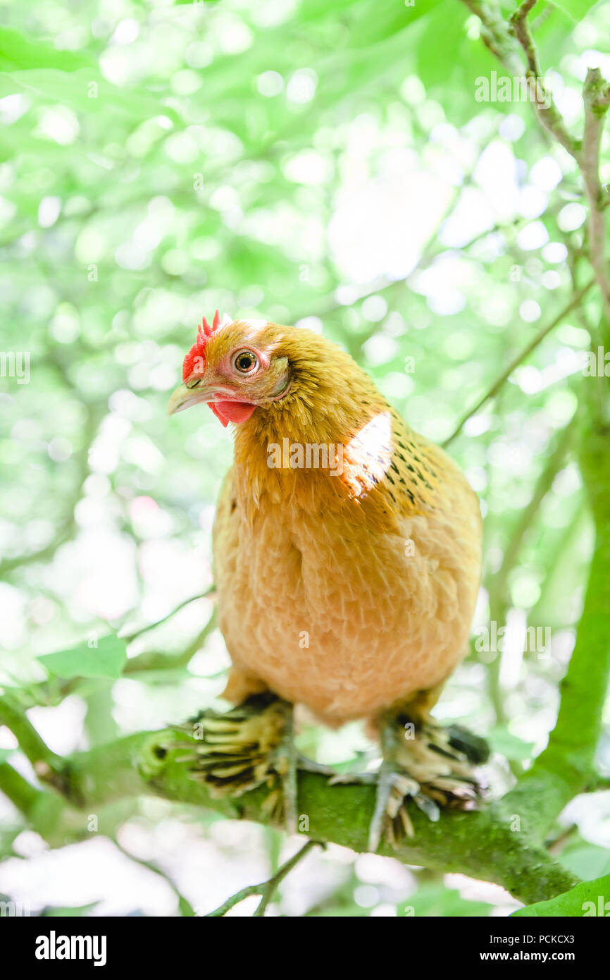 Sablepoot Henne Huhn Stockfoto