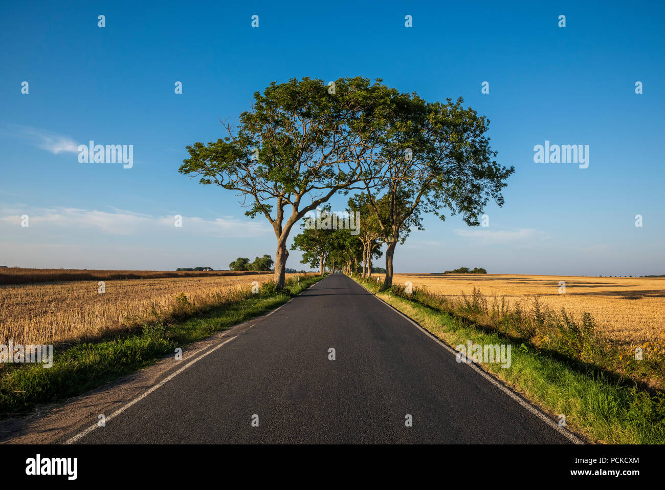 Schöne tress über Landstraßen durch die Felder. Stockfoto