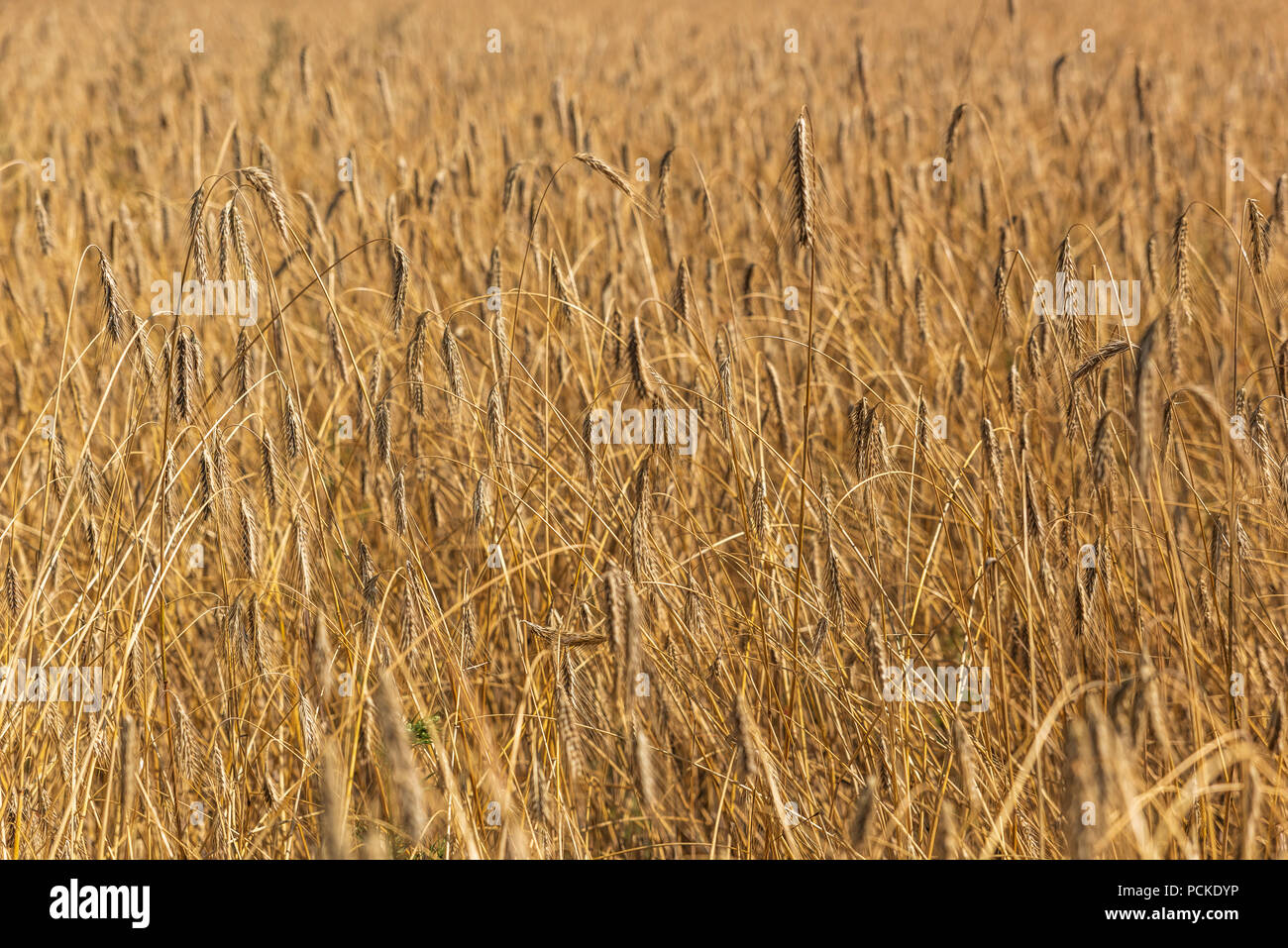 Weizenfelder in heissen Sommertag. Stockfoto