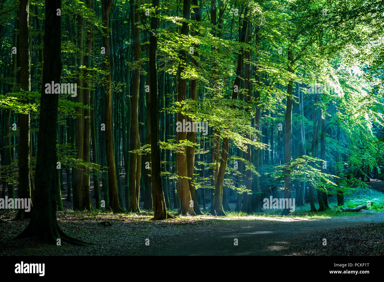 Blick auf den Weg durch die Herzen der Buchenwälder im Nationalpark Jasmund. Stockfoto