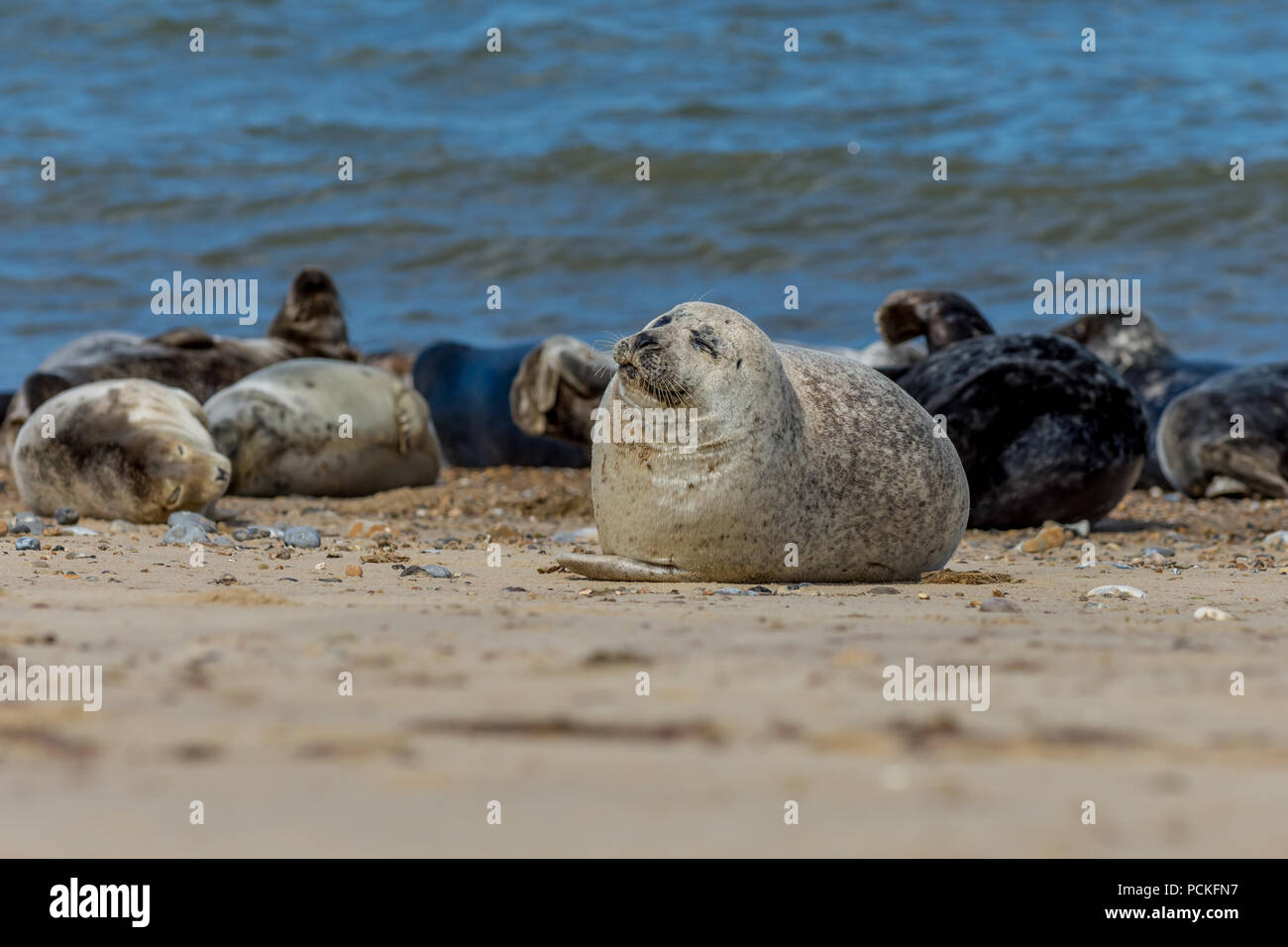 Pralle grau Seal pup Liegen am Strand genießen der Juli Sonnenschein an Horsey Strand, Norfolk, England Stockfoto