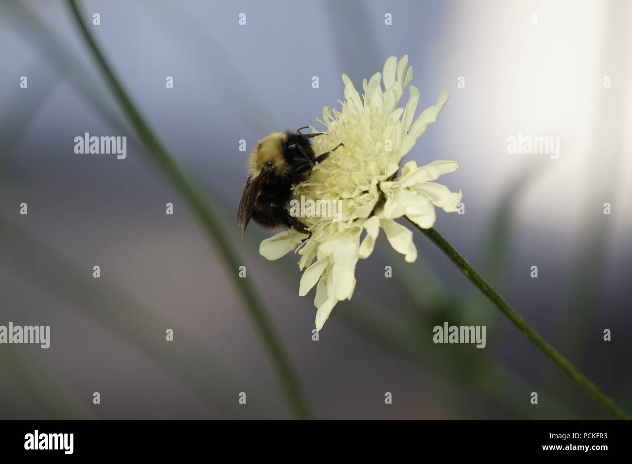 Honey Bee/Hummel, auf eine weiße Blume, Dorothy Harvie Garten, Zoo Calgary, Calgary, Alberta, Kanada Stockfoto