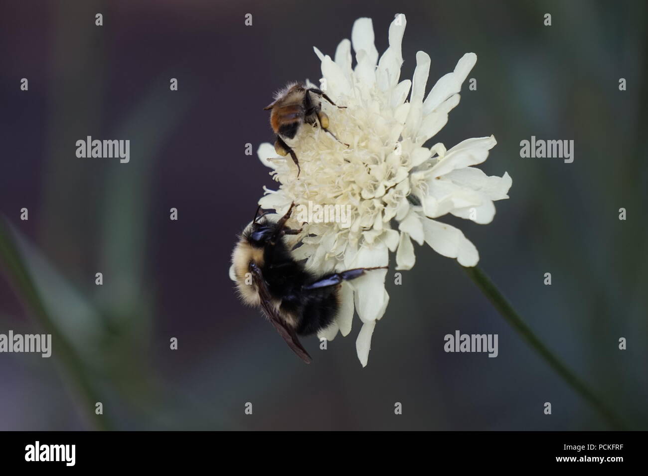 Honey Bee/Hummel, auf eine weiße Blume, Dorothy Harvie Garten, Zoo Calgary, Calgary, Alberta, Kanada Stockfoto