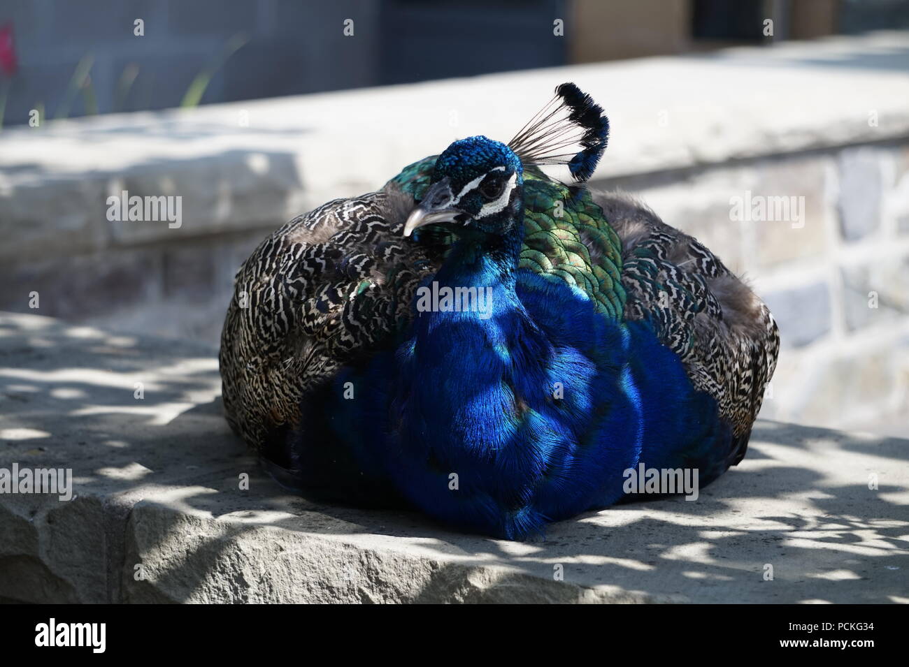 Männlicher Pfauen, Zoo Calgary, Calgary, Alberta, Kanada Stockfoto