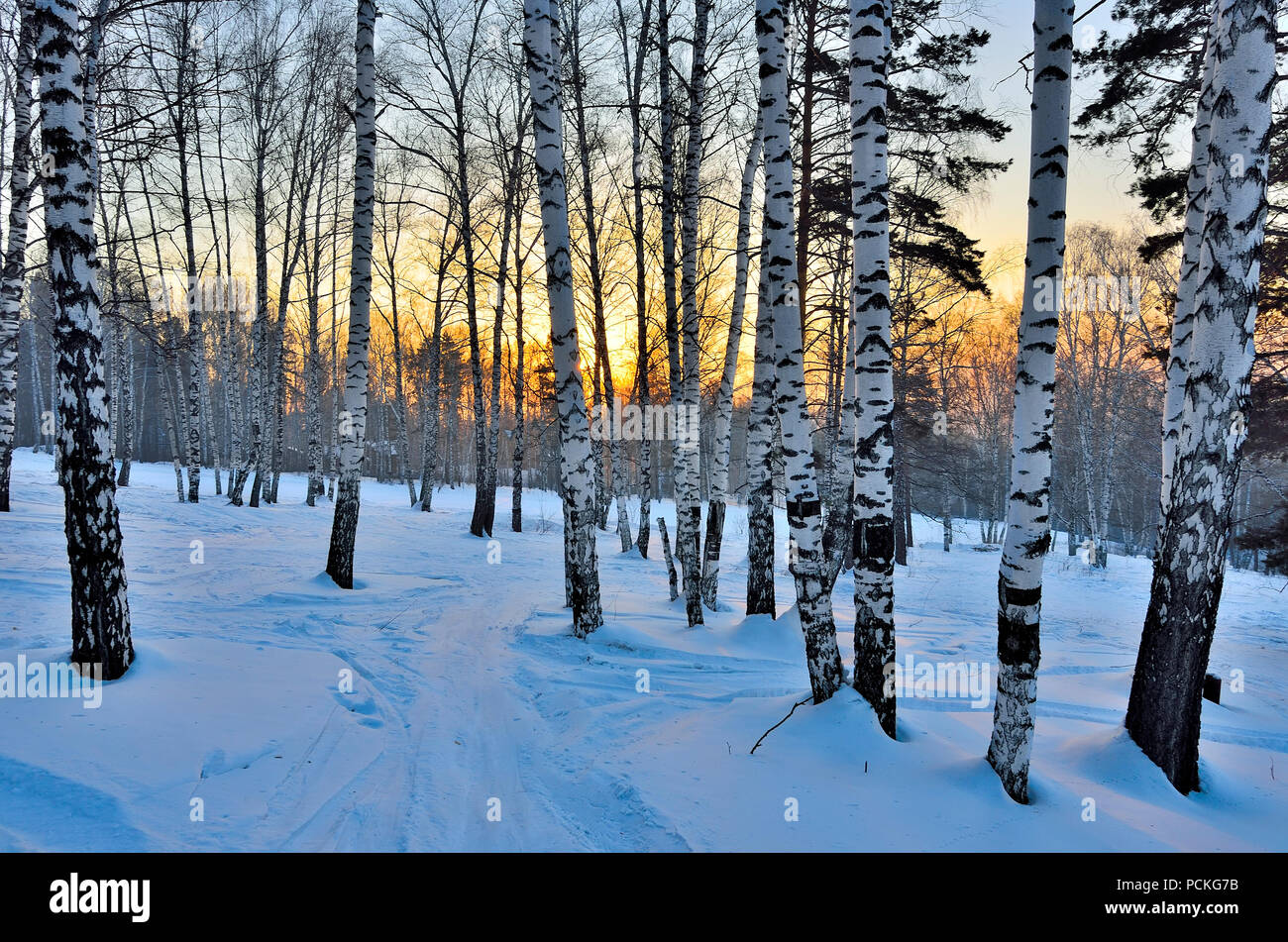 Winterlandschaft - Golden Sunset im Birch Grove. Goldenes Sonnenlicht unter weißen Stämme der Birken. Märchen von der frostigen Winter Forest Stockfoto