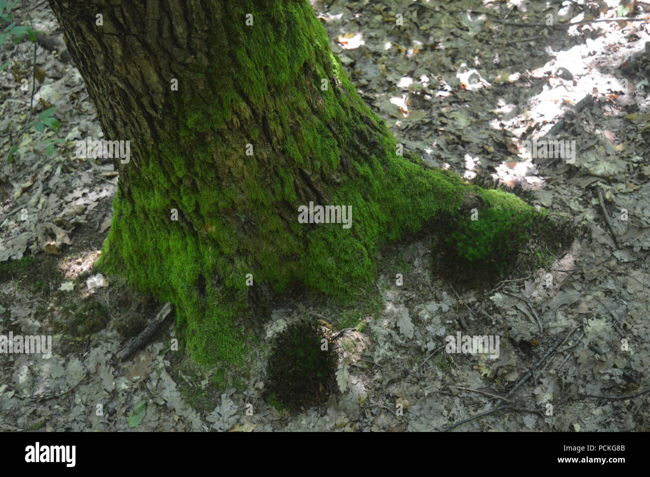 Rumänischen Wald Stockfoto