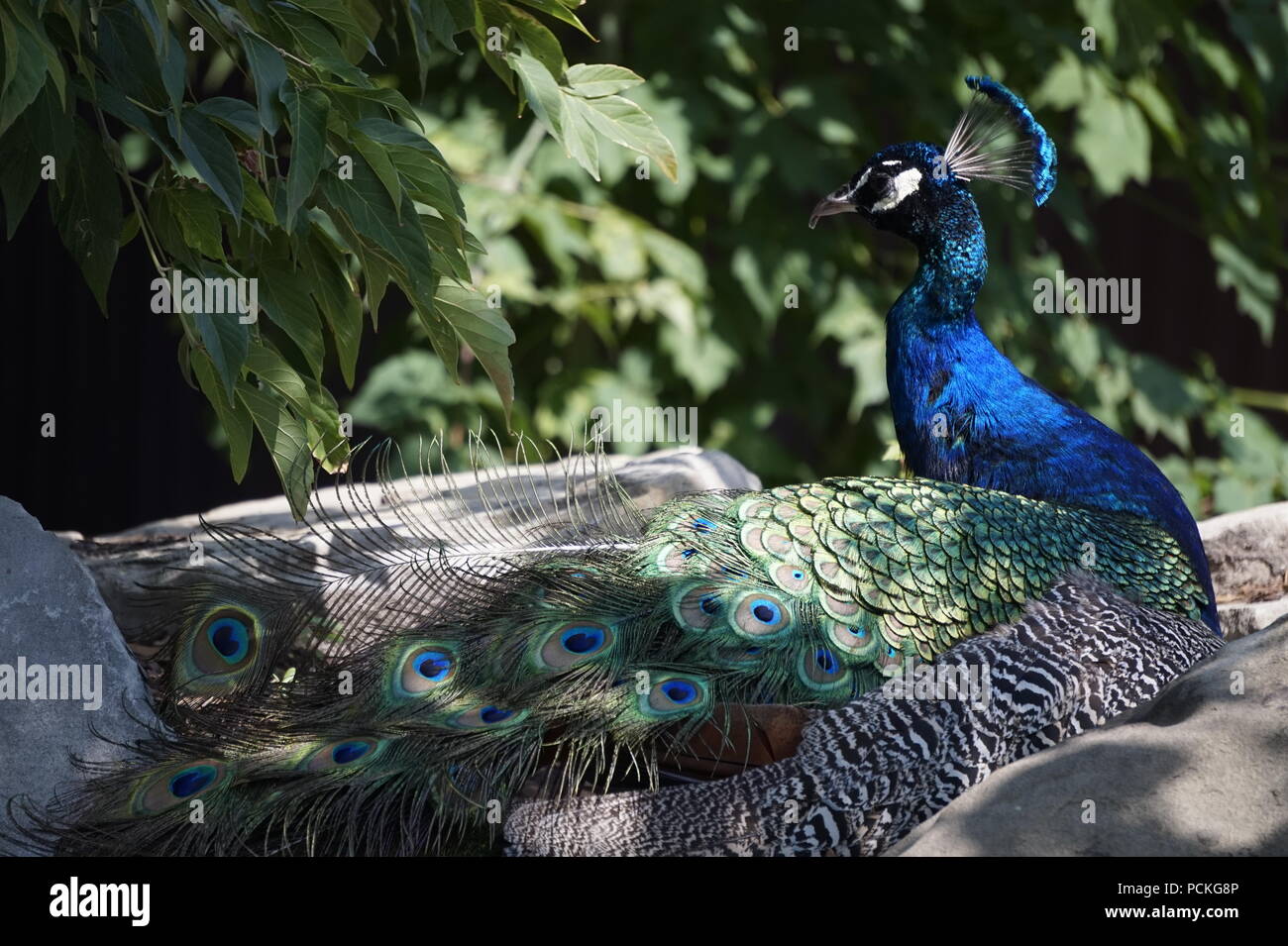 Männlicher Pfauen, Zoo Calgary, Calgary, Alberta, Kanada Stockfoto