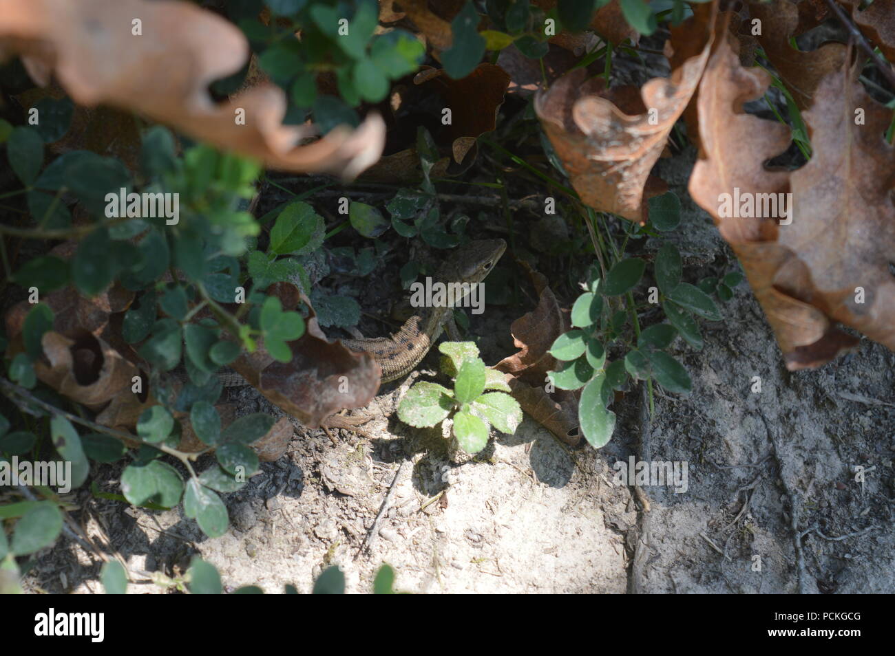 Eidechse in einem Wald Stockfoto