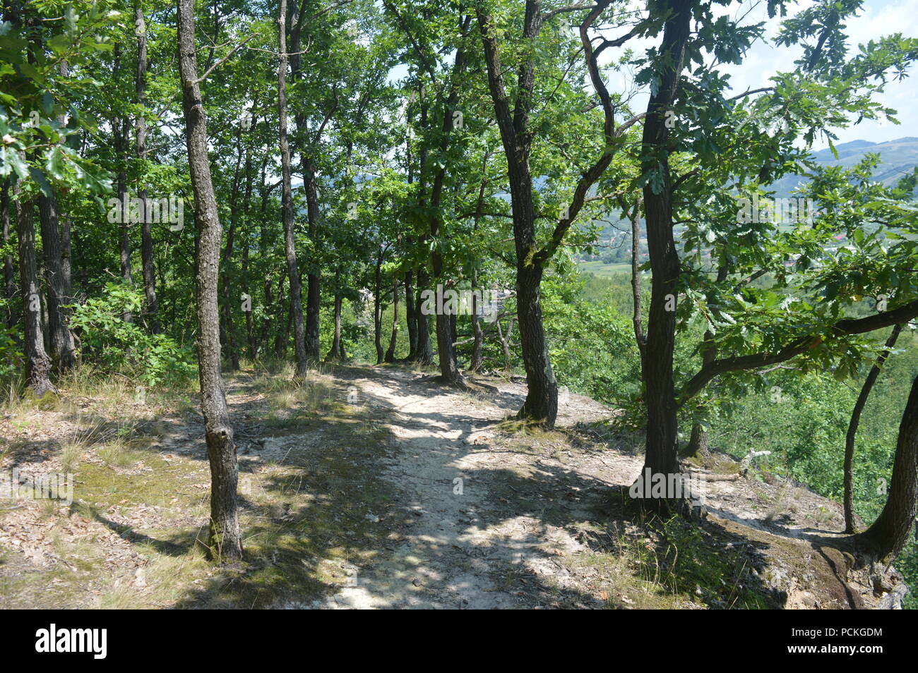 Rumänischen Wald Stockfoto