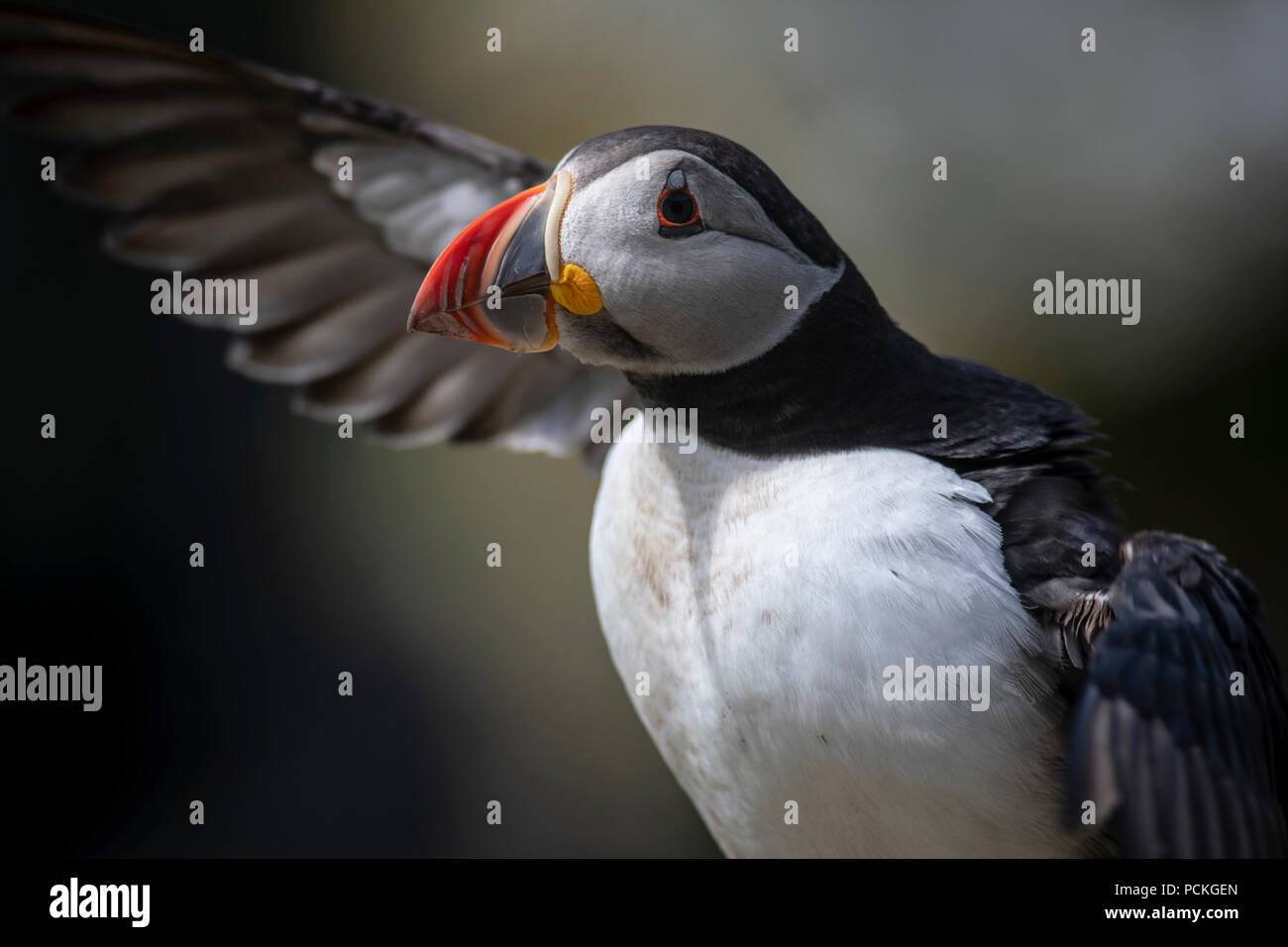 Papageitaucher (Fratercula arctica) mit Flügel Links ausgestreckt, Lunga, Schottland Stockfoto