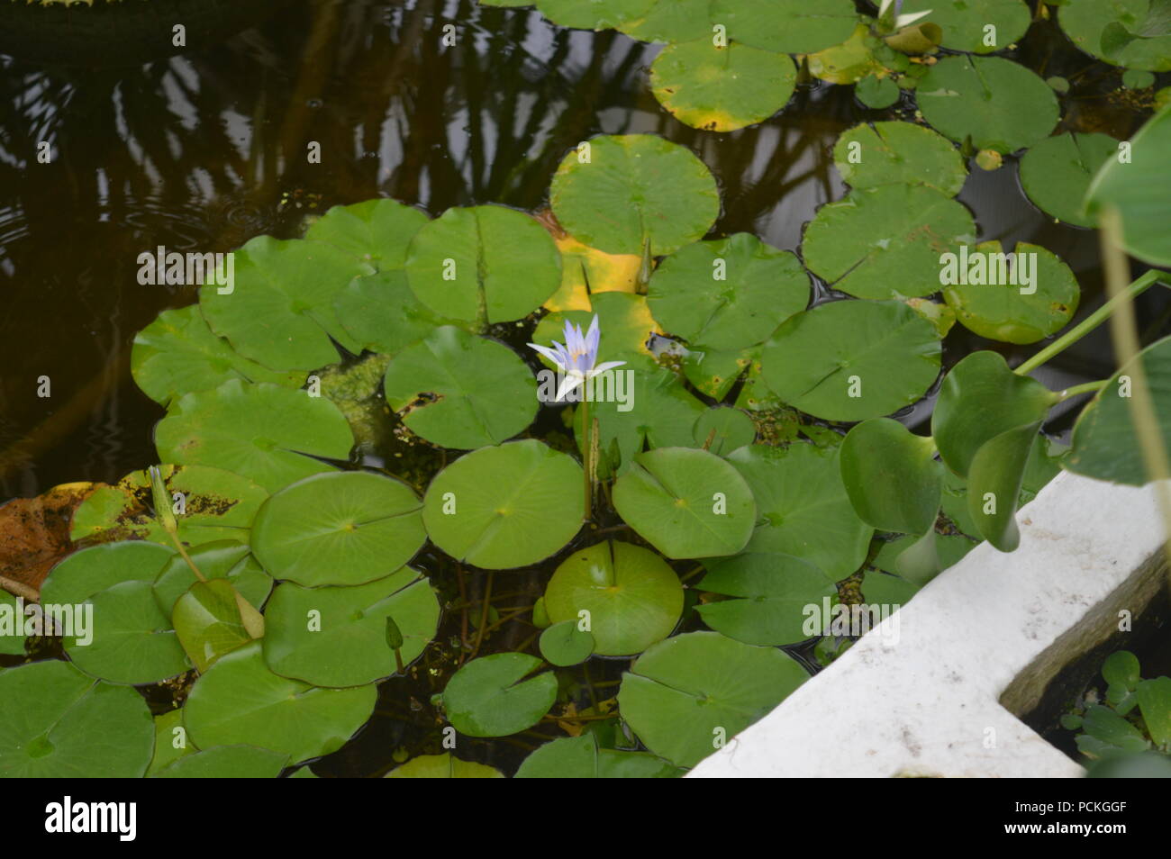 Egyptian lotuses Fotos und Bildmaterial in hoher Auflösung Alamy