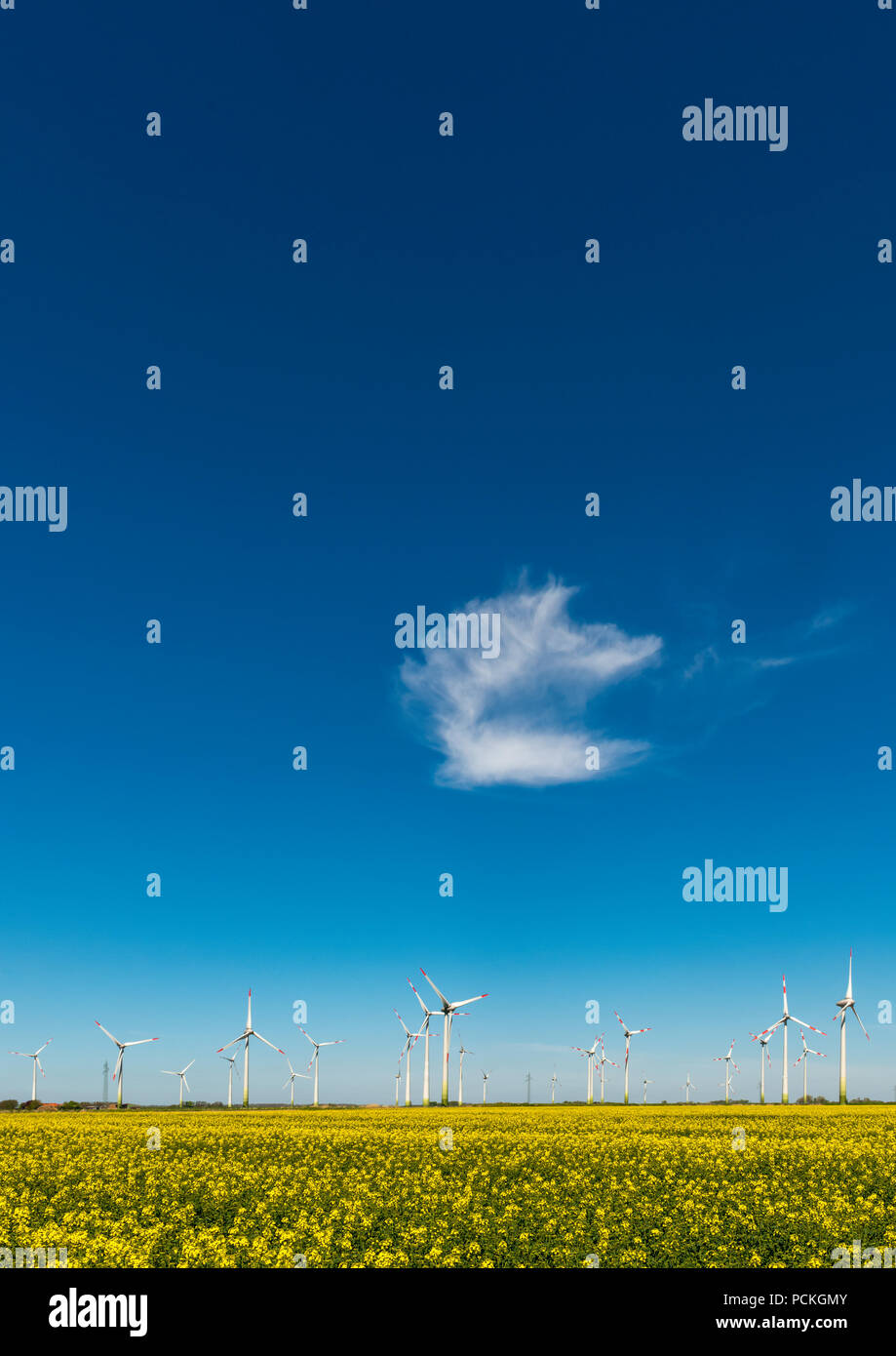 Windenergieanlagen in rapsfeldern vor blauem Himmel, Norderwoehrden, Schleswig-Holstein, Deutschland Stockfoto