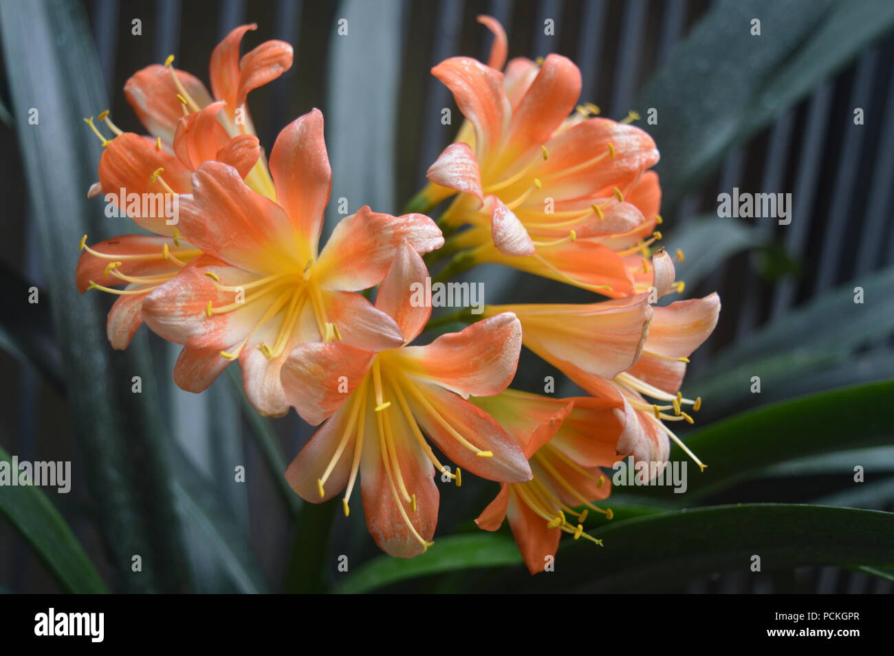 Clivia miniata Lily Stockfoto