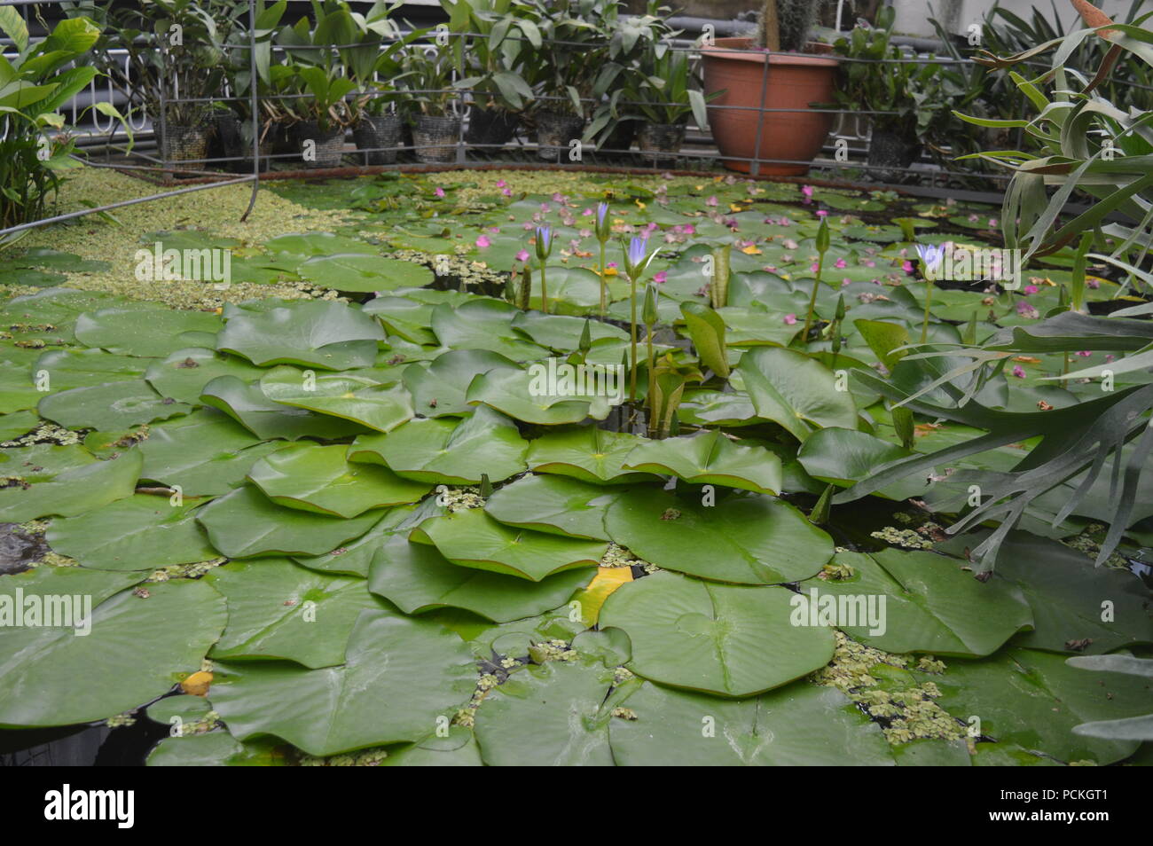 Sacred lotus im Botanischen Garten Stockfoto