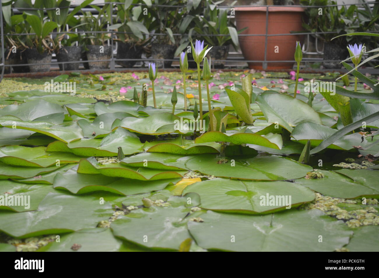 Sacred lotus im Botanischen Garten Stockfoto