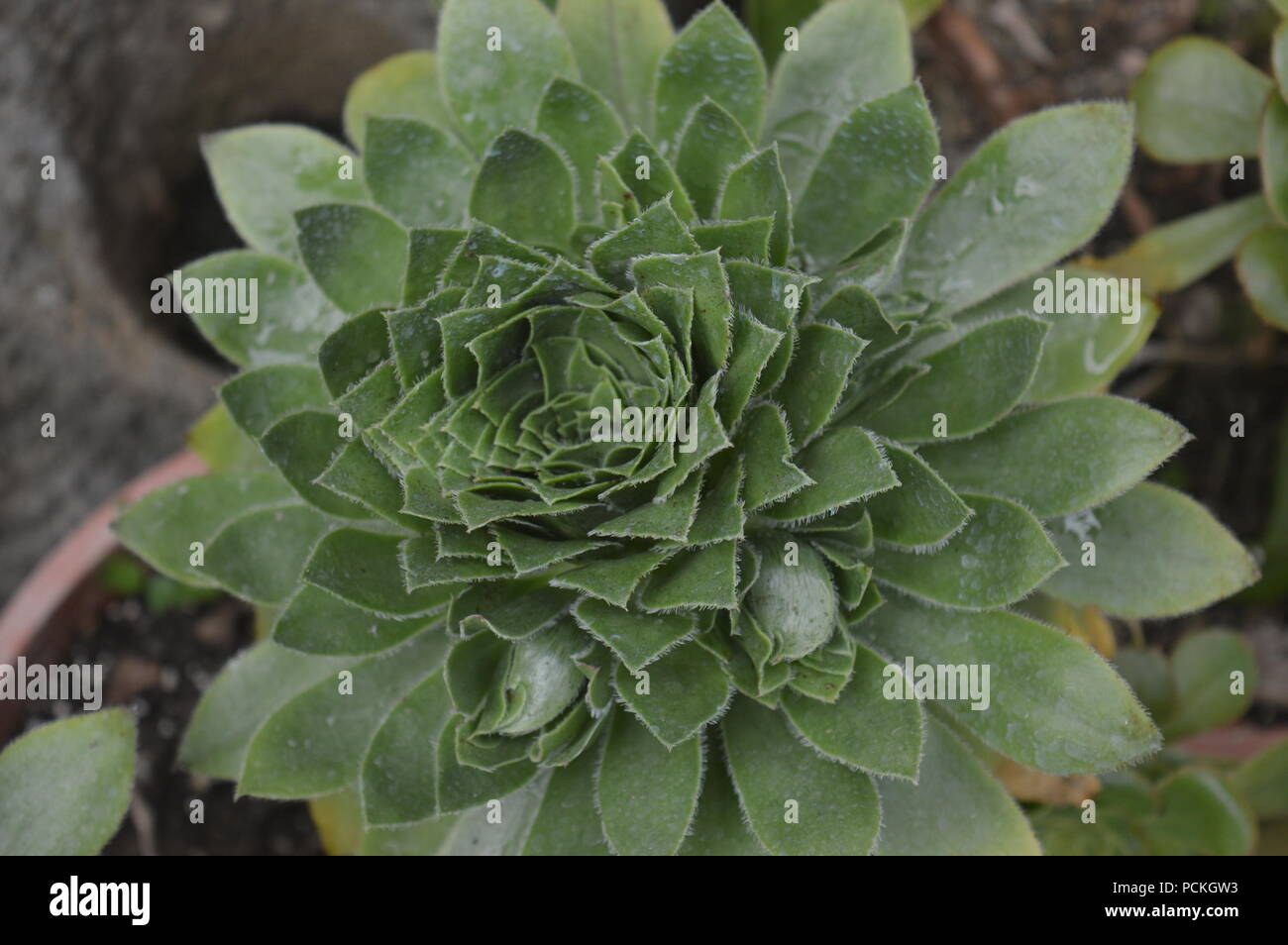 Agave-Pflanze Stockfoto