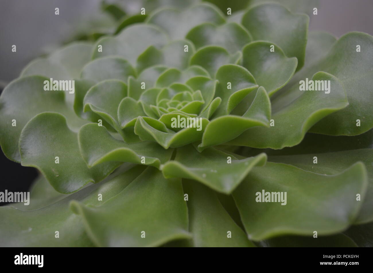 Echeveria elegans Stockfoto