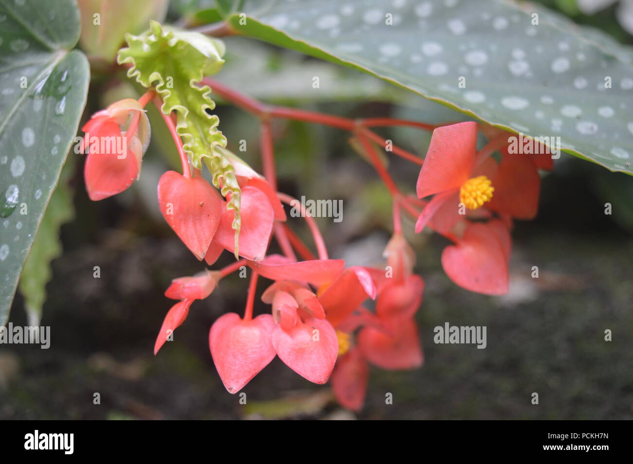 Impatiens Stockfoto