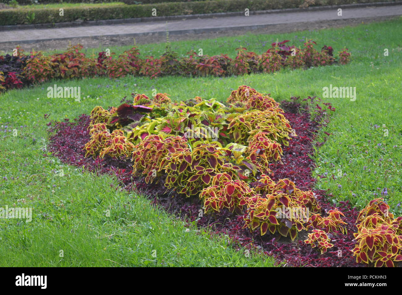 Blumenornamente Stockfoto