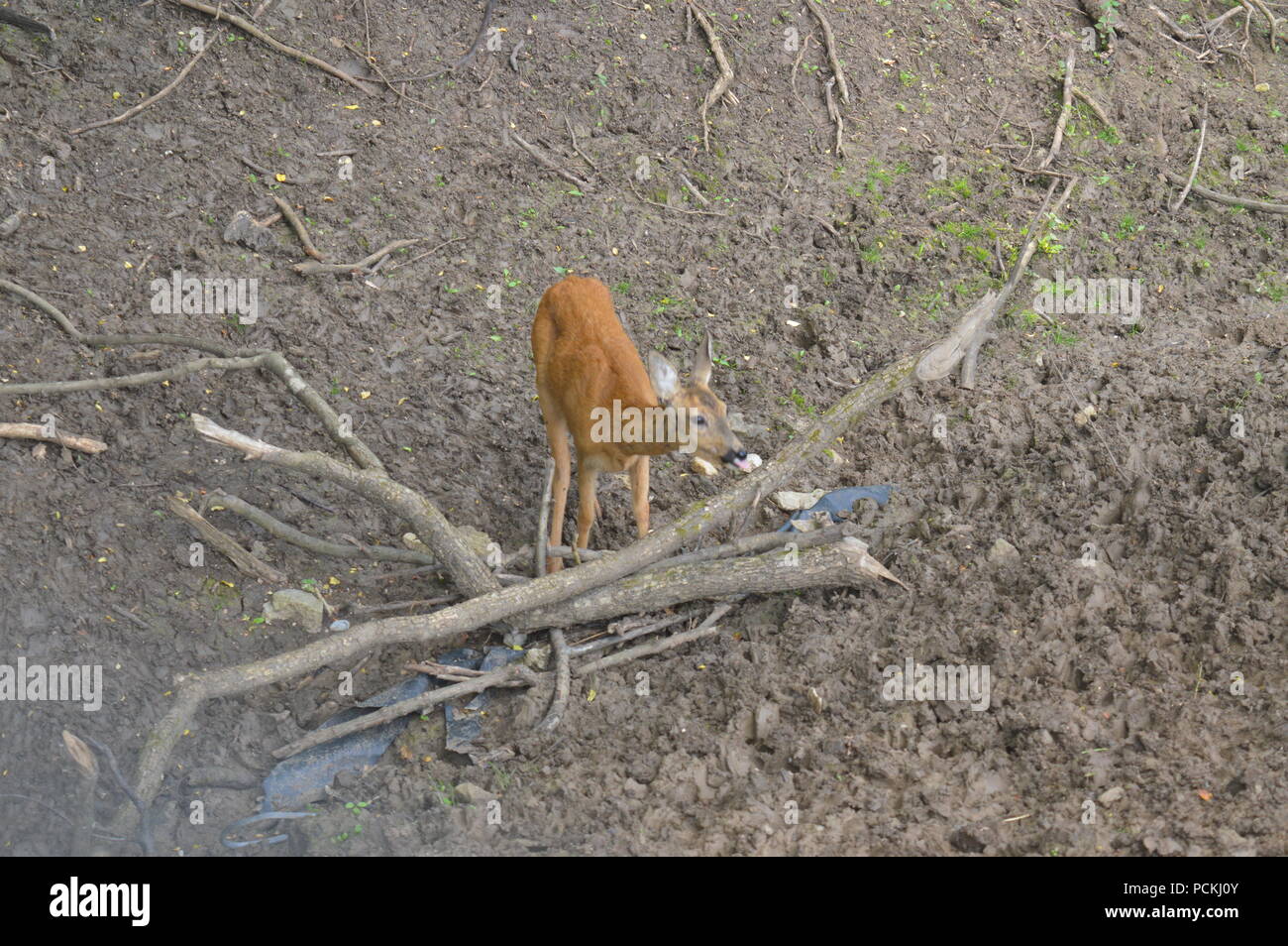Rehe im Botanischen Garten Stockfoto