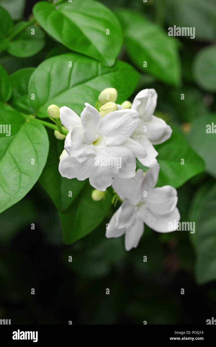 Jasmin Tee Blume, Arabischer Jasmin jasminum sambac Stockfotografie - Alamy