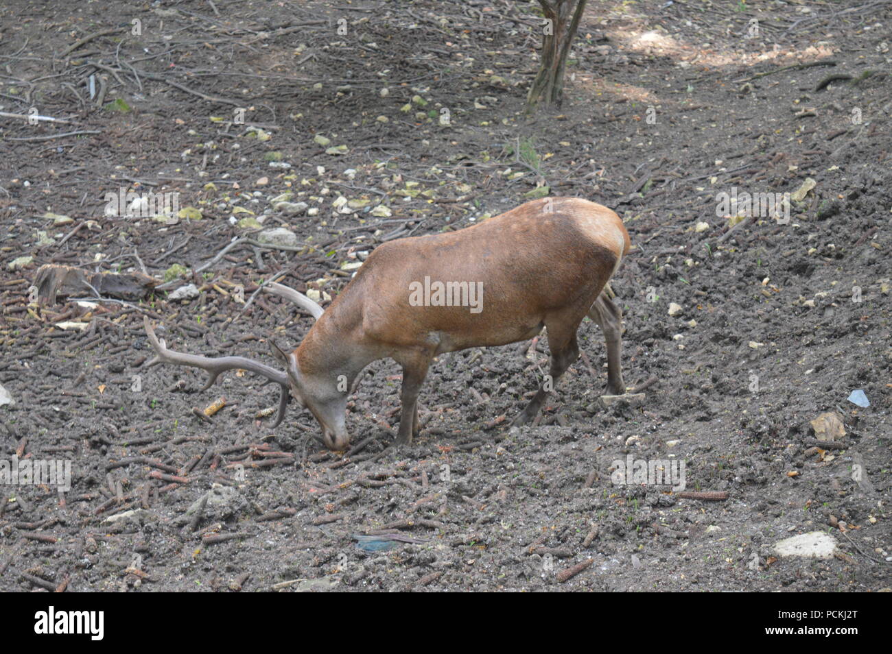 Rehe im Botanischen Garten Stockfoto