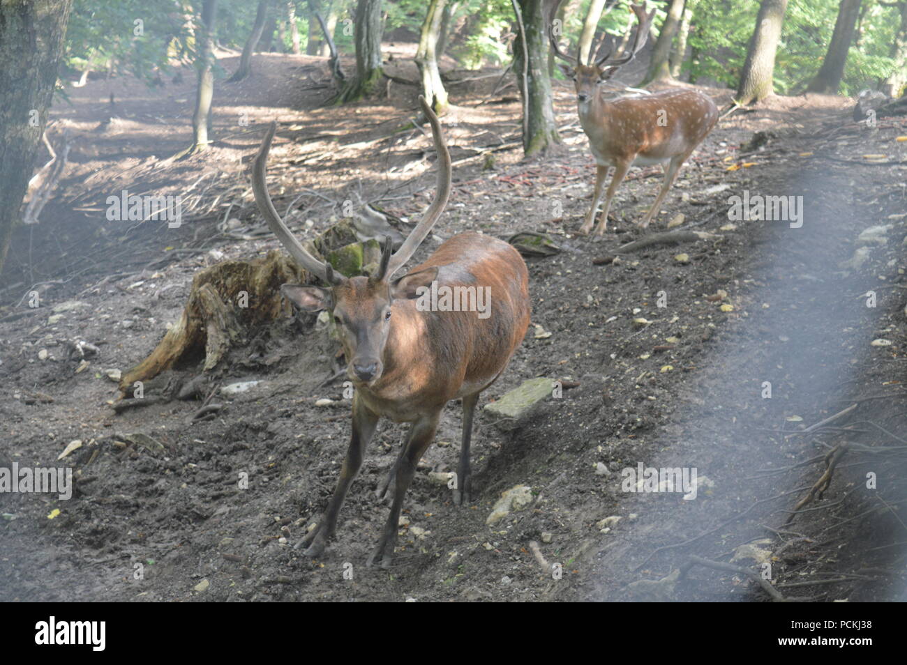 Rehe im Botanischen Garten Stockfoto