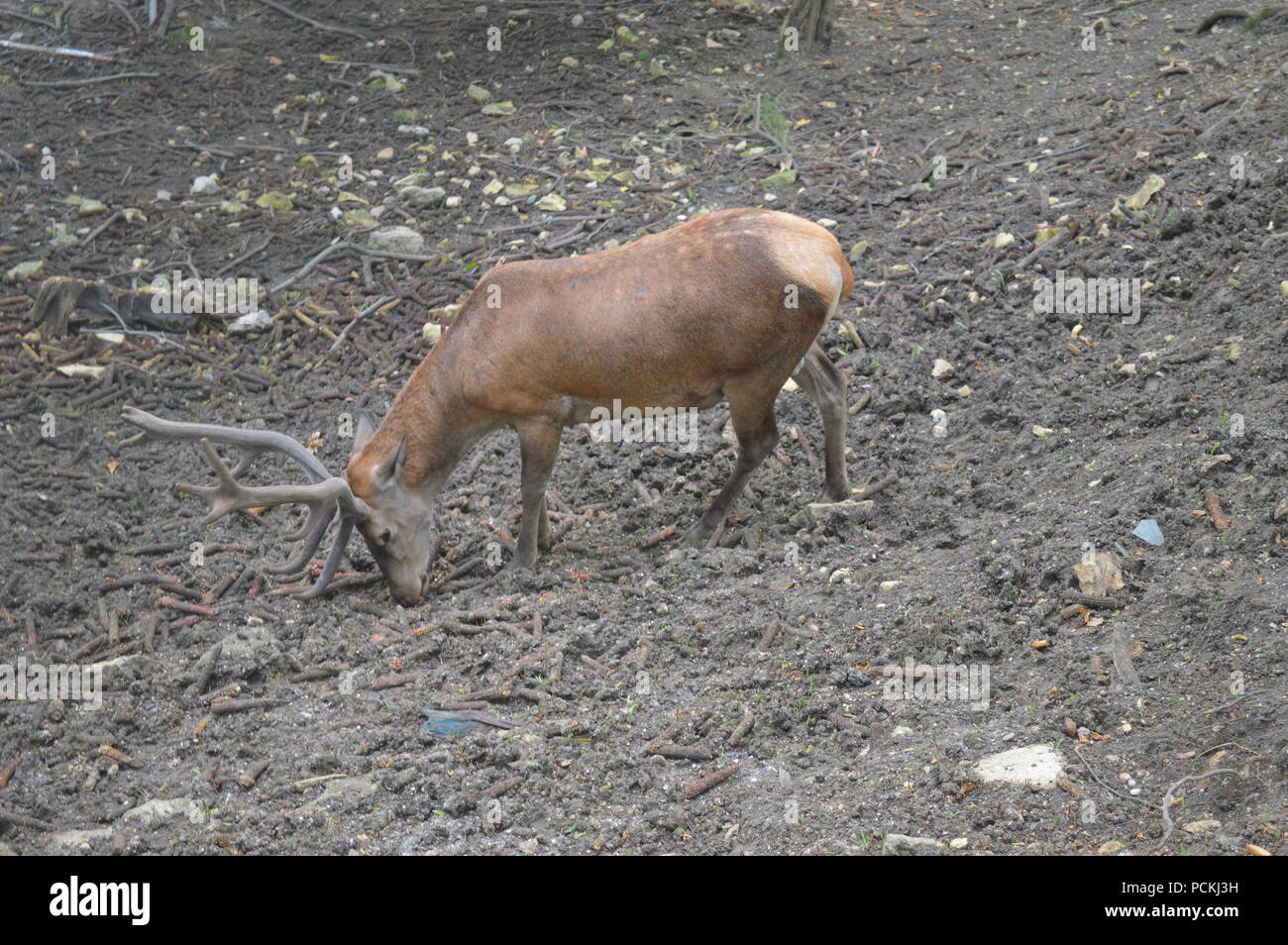 Rehe im Botanischen Garten Stockfoto